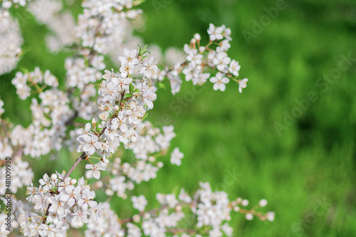 flowering branches of a plum tree on a background of green grass. spring natural background