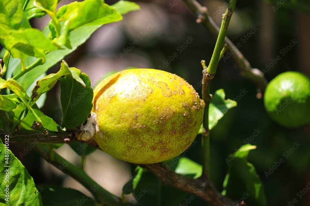 A small lemon tree in the garden.