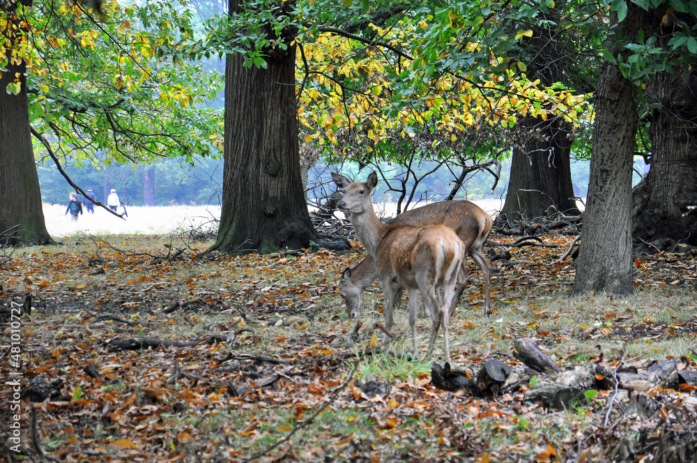 Wild deer in the woods,