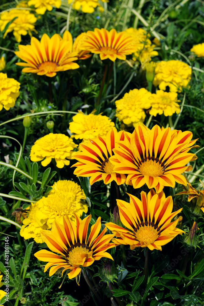 Gazania in the flowerbed Gazania in the flowerbed