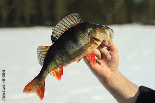 Perch caught during winter