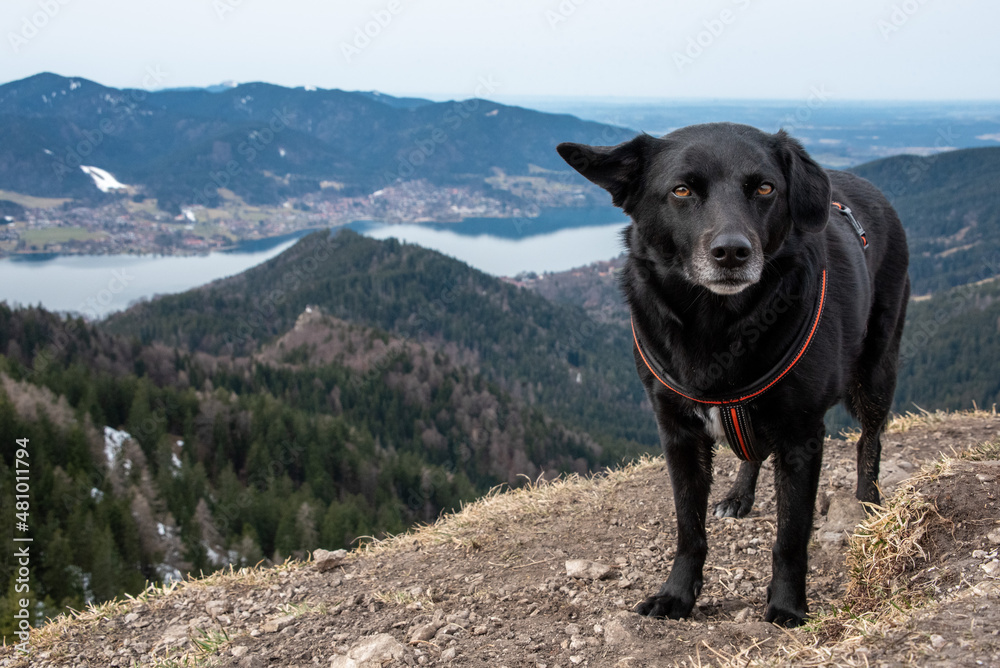 Hiking with a dog during early spring in the Bavarian alps Hiking with a dog during early spring in the Bavarian alps