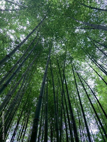 forest in the morning