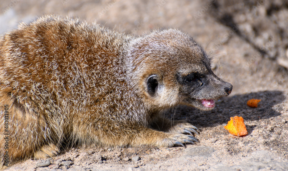 Fototapeta premium A meerkat eating