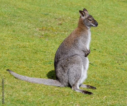 A red necked wallaby