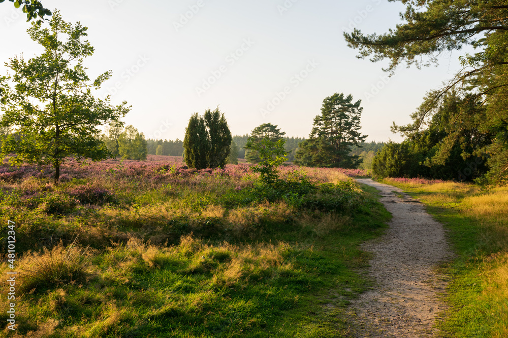 heath landscape in summerwith sunshine heath landscape in summerwith sunshine