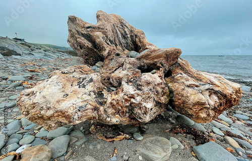 Huge driftwood stump photo