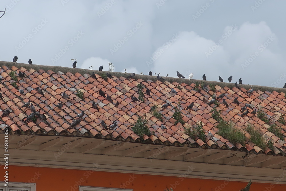 Pigeons on a red roof