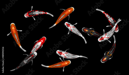 3D illustration rendering of a group of colorful Japanese koi fish swimming 