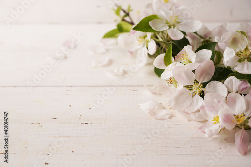  White sping blossoming tree with white rustic wooden background. Beautiful sping cherry flowers. Copy space. Background for hair care and cosmetic products advertisement.