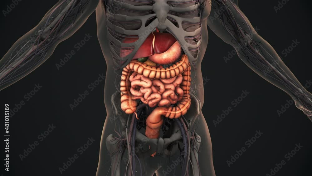 Human digestive system anatomy animation