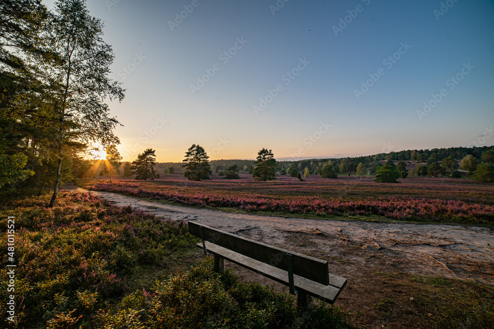 Obraz premium heath landscape in summerwith sunshine
