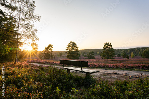 Wallpaper Mural heath landscape in summerwith sunshine Torontodigital.ca