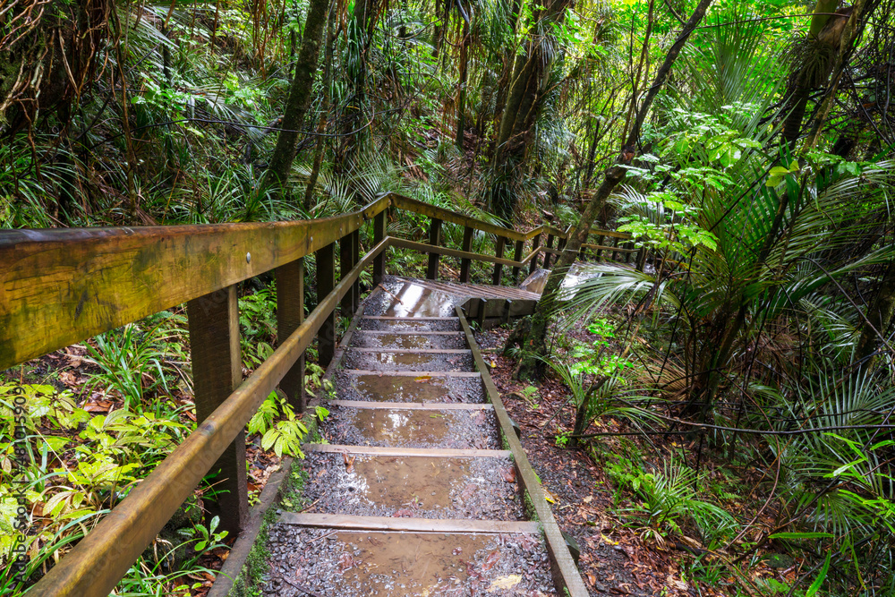 Boardwalk in the forest Boardwalk in the forest