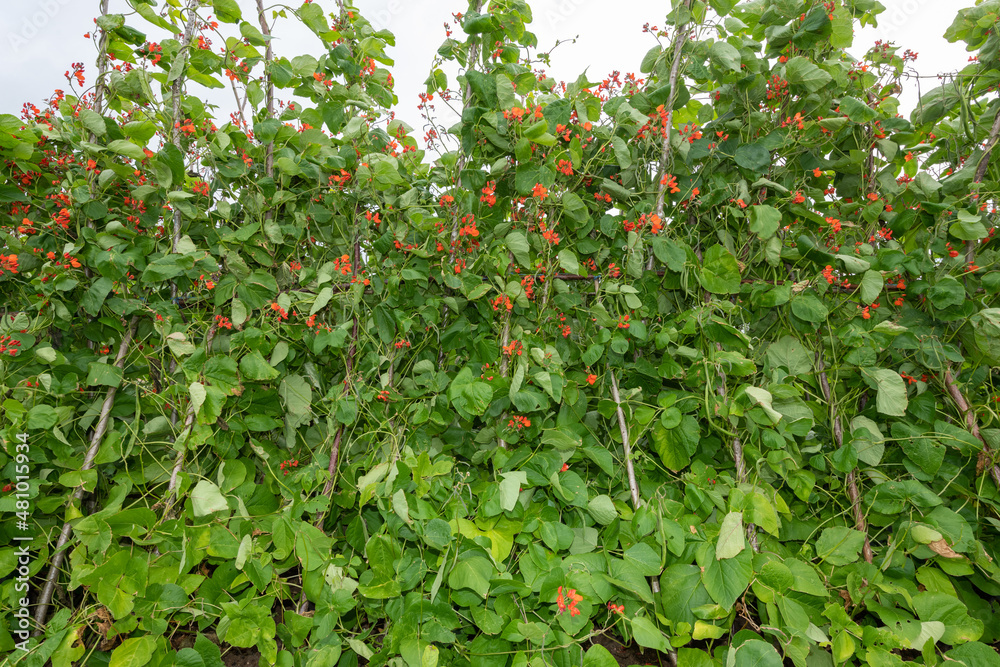Runner bean (phaseolus coccineus) plant Runner bean (phaseolus coccineus) plant