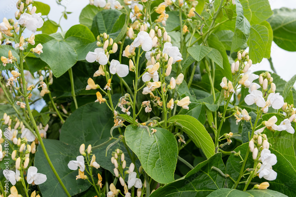 White flowers on a runner bean (phaseolus coccineus) plant White flowers on a runner bean (phaseolus coccineus) plant