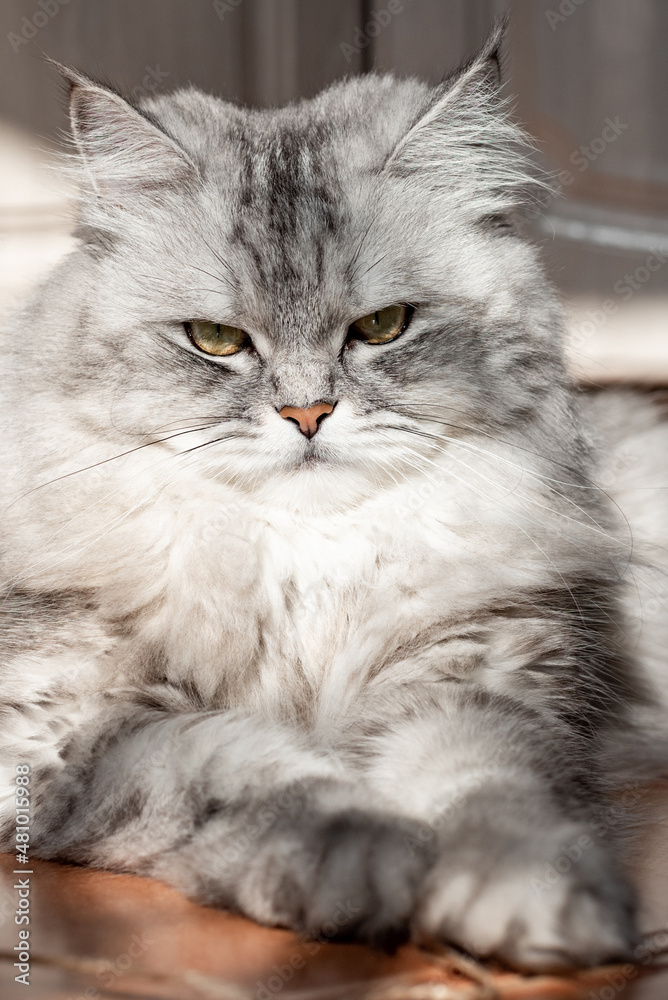 a beautiful gray Siberian cat lies on the floor and looks to the right corner. vertical frame.