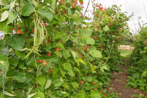 Fotografie Runner bean pods on a runner bean (phaseolus coccineus) plant