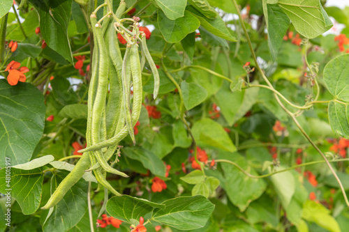 Schilderij op canvas Runner bean pods on a runner bean (phaseolus coccineus) plant
