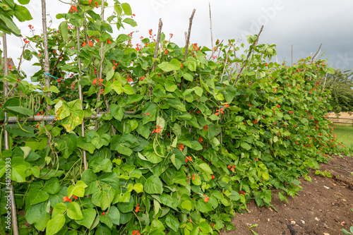Foto Runner bean (phaseolus coccineus) plant