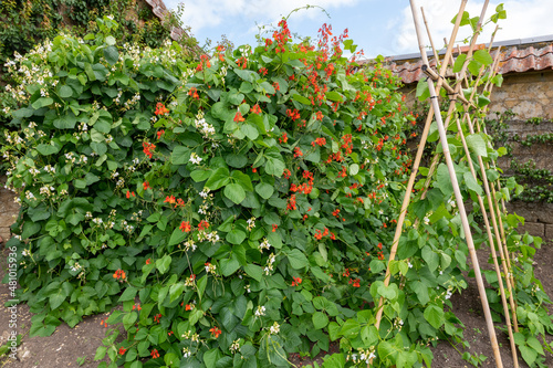 Runner bean (phaseolus coccineus) flowers photo