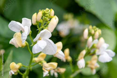Runner bean (phaseolus coccineus) plant