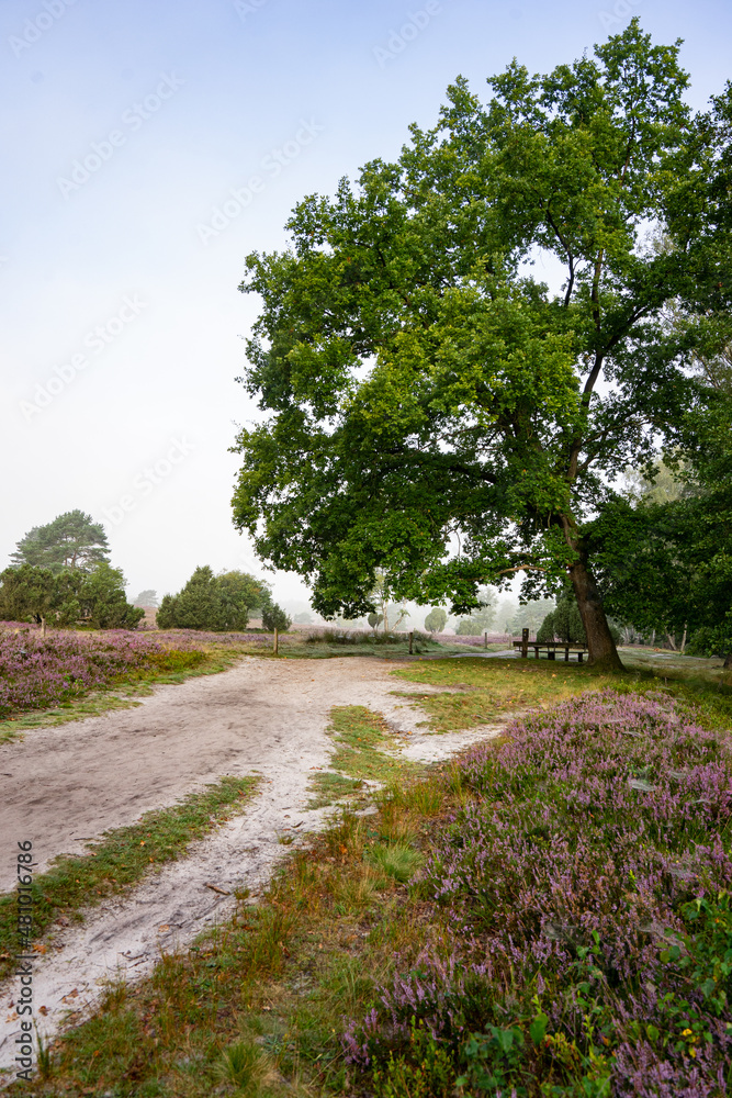 heath landscape in summerwith sunshine