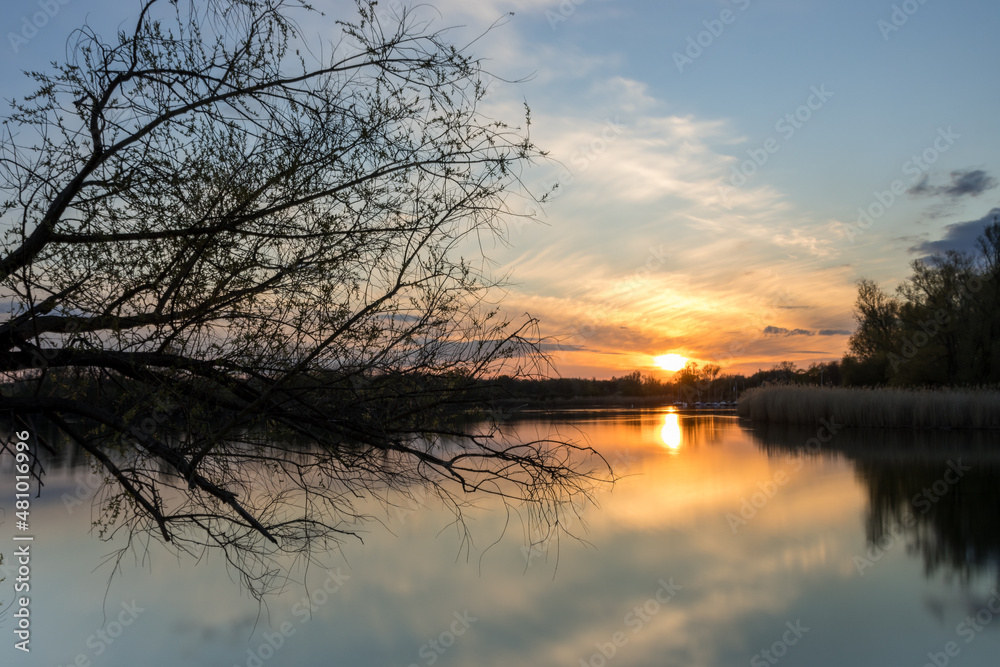 Tree protrudes into the water at sunset