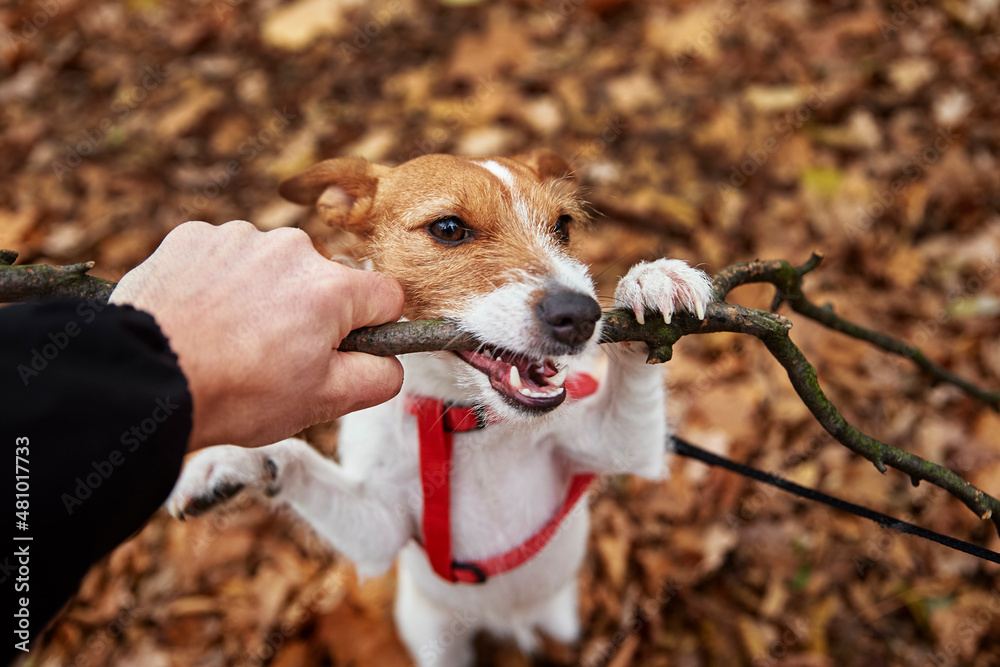 Dog have fun in autumn forest, gnaws wooden branch