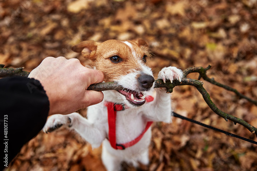 Dog have fun in autumn forest, gnaws wooden branch photo