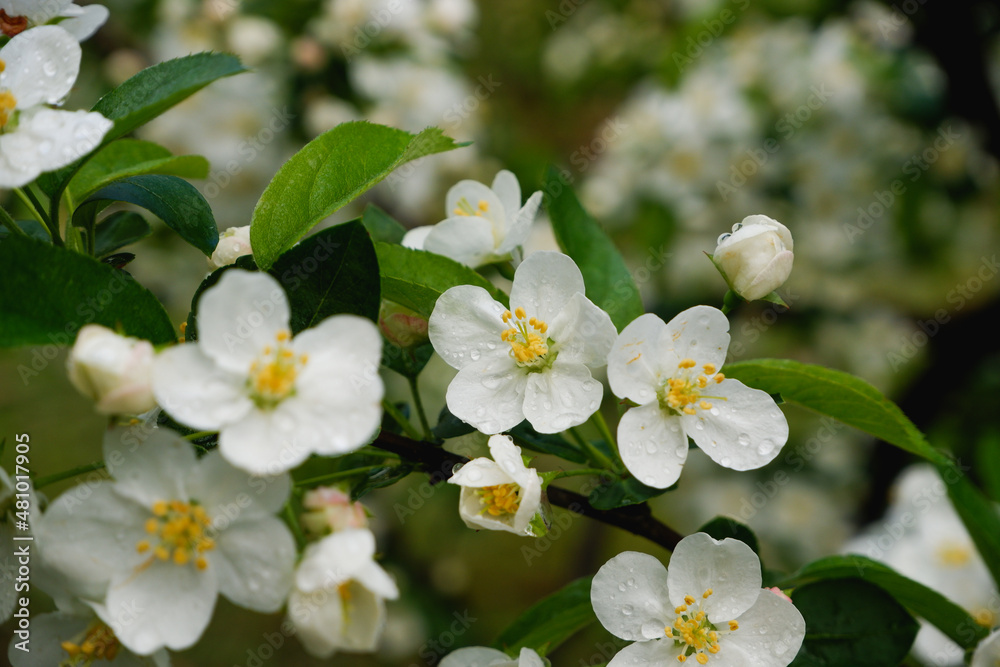 Blooming white bushes in spring. Fresh delicate white flowers and green leaves garden in a sunny summer day, beautiful outdoor Blooming white bushes in spring. Fresh delicate white flowers and green leaves garden in a sunny summer day, beautiful outdoor