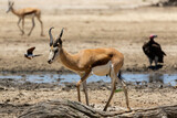 One springbok ram walking at a waterhole in the Kgalagadi Transfrontier Park in South Africa
