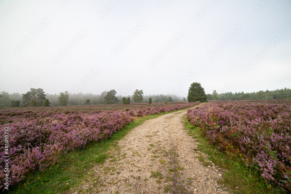 Fototapeta premium heath landscape in summerwith sunshine