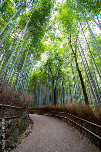  Arashiyama Bamboo Forest, Kyoto