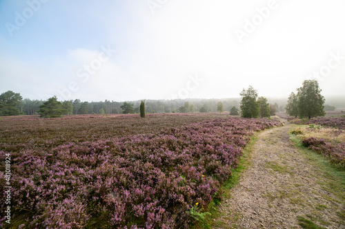 heath landscape in summerwith sunshine