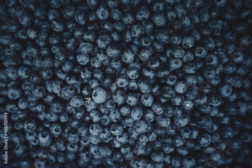 Overhead Shot of Freshly Picked Blueberries in Box