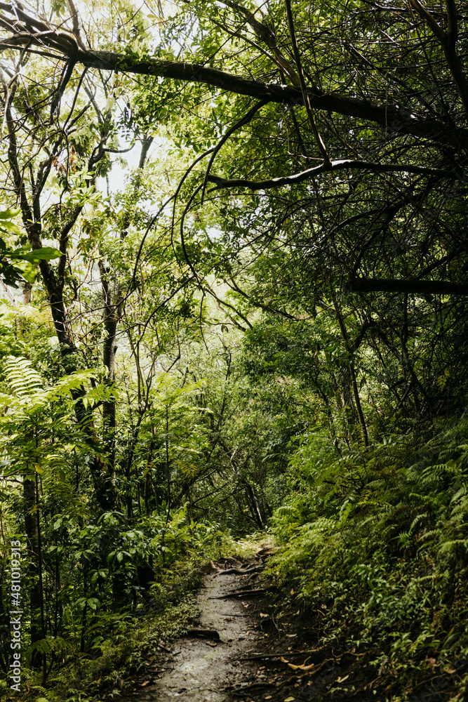 Muddy hiking trail after a rainstorm in a Hawaiian forest Muddy hiking trail after a rainstorm in a Hawaiian forest