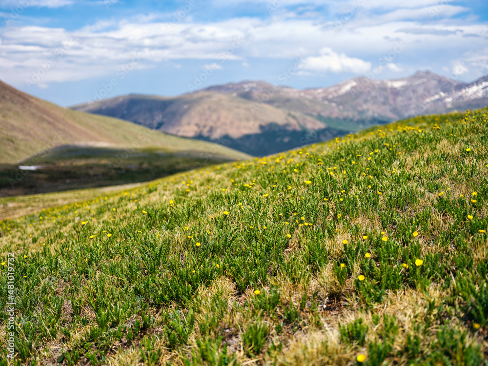 Fototapeta premium Tundra landscape in the Rocky Mountains, Colorado