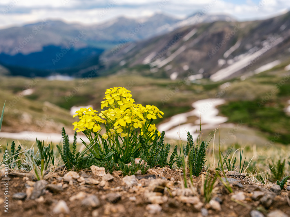 Obraz premium Spring flower in the Rocky Mountains, Colorado