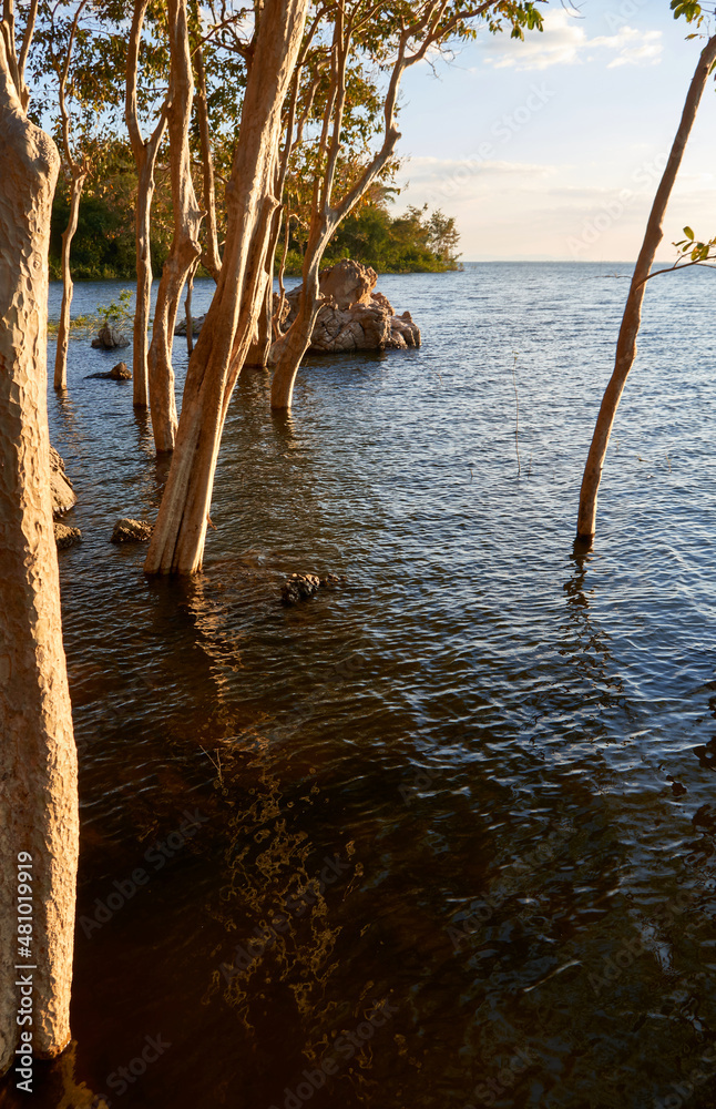 The scene of trees in the water in sea shore The scene of trees in the water in sea shore