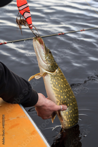 northern pike caught