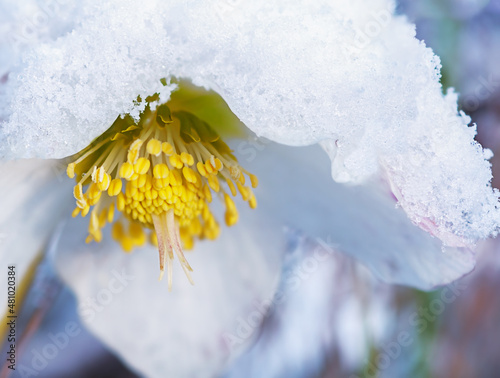 White hellebore flower close up in winter with snow photo