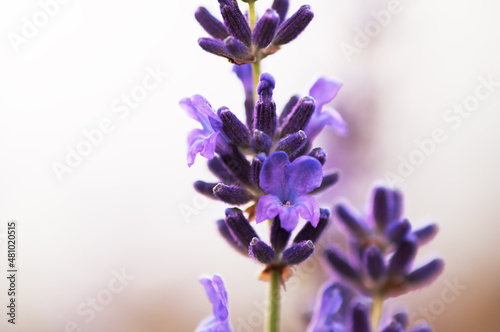 Lavender flowers at  light blur background.