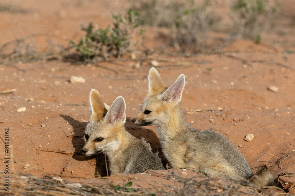 Two cape foxes at the entrance to their den in the Kgalagadi Transfrontier Park in South Africa Two cape foxes at the entrance to their den in the Kgalagadi Transfrontier Park in South Africa