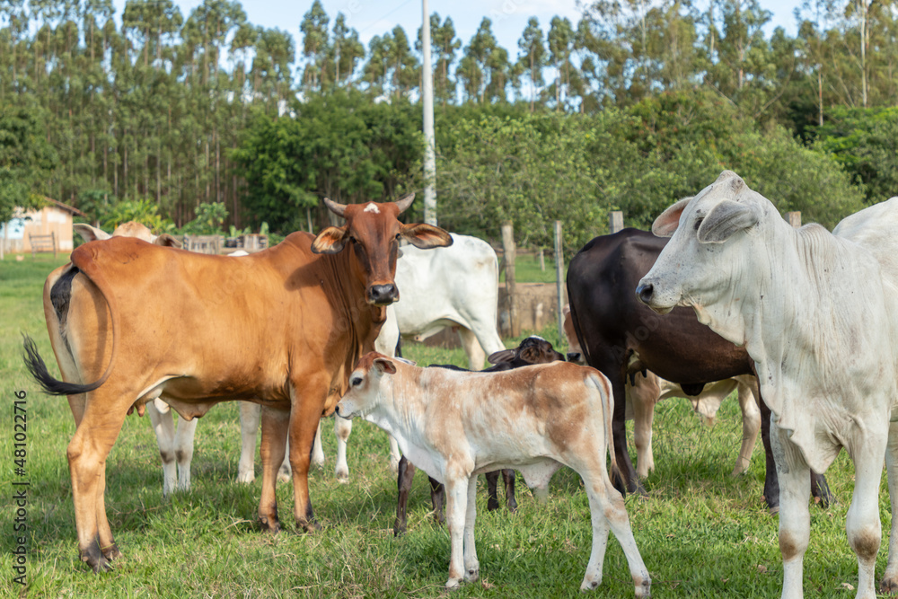 gado pastando no pasto na fazenda gado pastando no pasto na fazenda