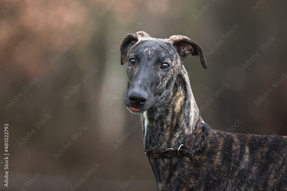 niedlicher Hund streckt die Zunge raus