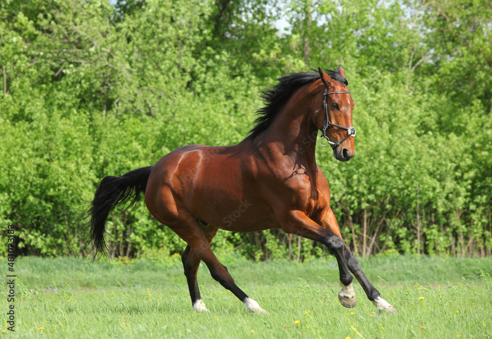 Fototapeta premium Thoroughbred race horse runs gallop in summer meadow
