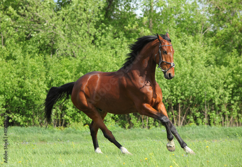 Thoroughbred race horse runs gallop in summer meadow