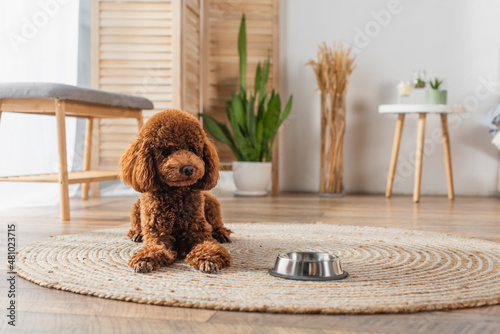 Foto brown groomed poodle lying near metallic bowl on round rattan carpet