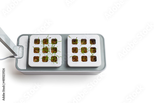Seedlings of plants in a container with vermiculite.